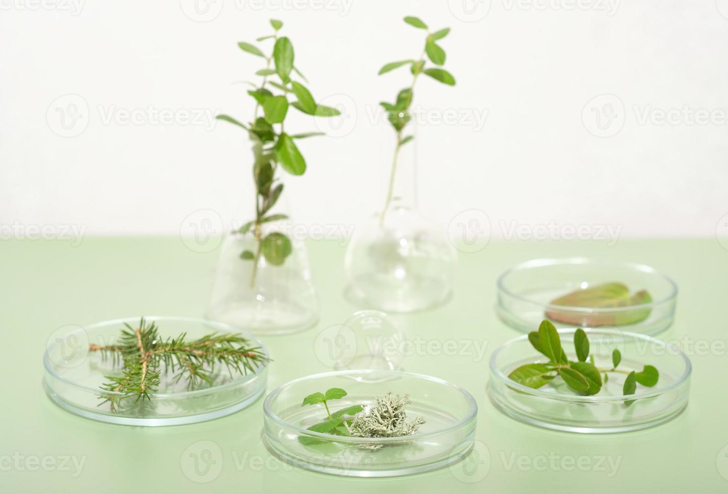 plantas verdes, hojas y hierbas en placas de petri sobre fondo verde claro. investigación biotecnológica, ingredientes cultivados en bosques silvestres para productos cosméticos o farmacéuticos. foto