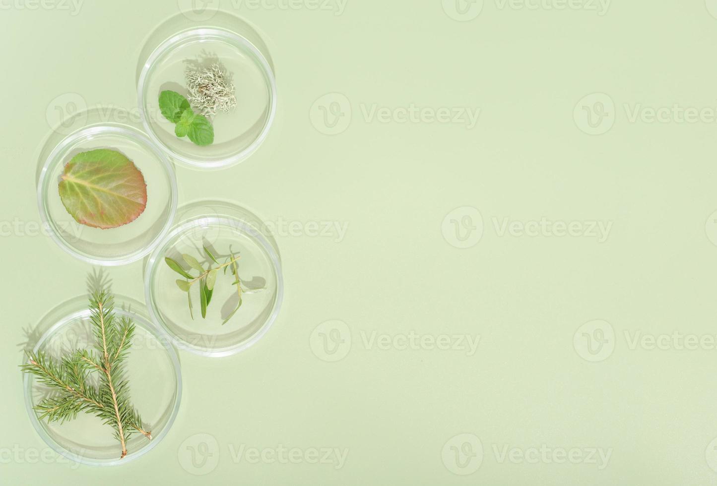 top view of petri dishes with wild grown forest plants, fir tree branch, moss and bilberry leaves. biology research. green background. copy space photo