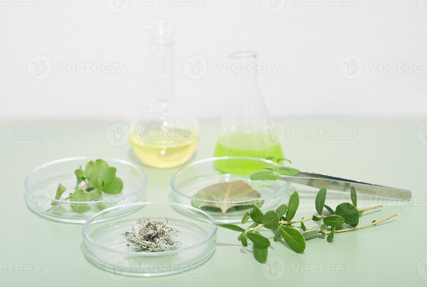 natural extracts in test tubes, plants in petri dishes and laboratory tweezers on a table. photo