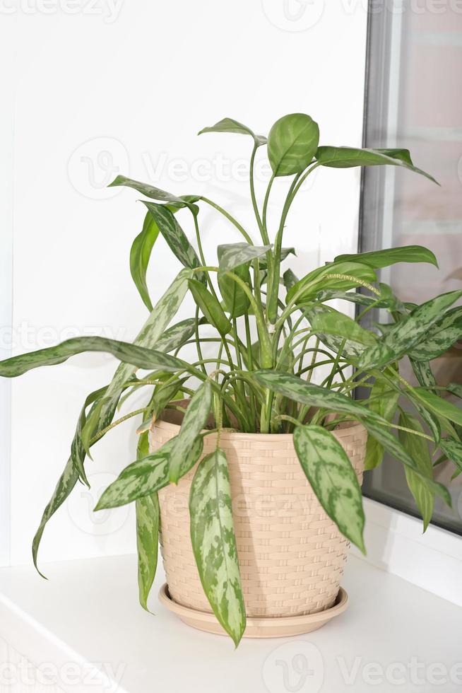 aglaonema ornamental potted plant. aglaonema flower at home, trendy plants for house design, urban jungle concept. vertical photo