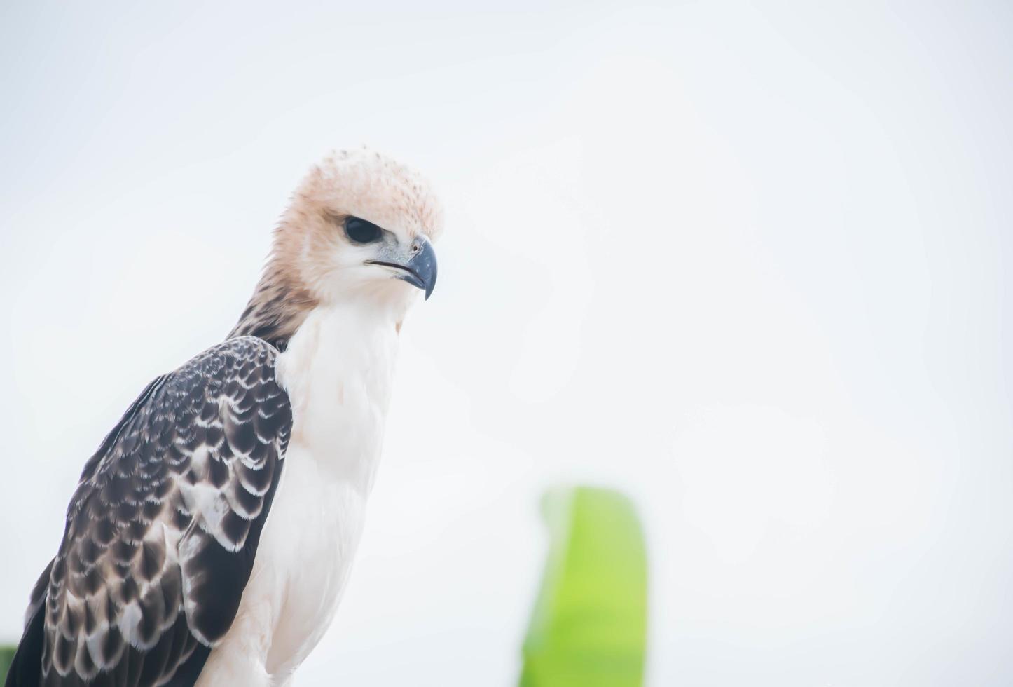 Portrait of a falcon and falcon in various poses photo