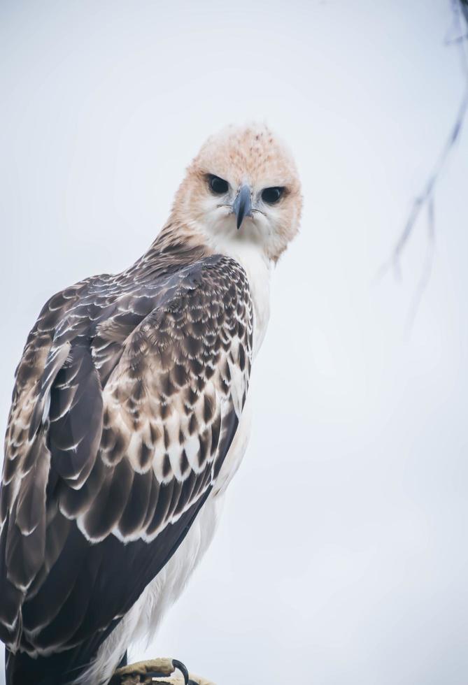 Portrait of a falcon and falcon in various poses photo