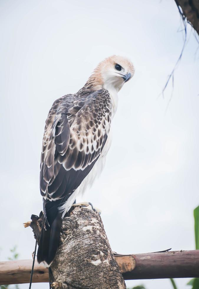 Portrait of a falcon and falcon in various poses photo