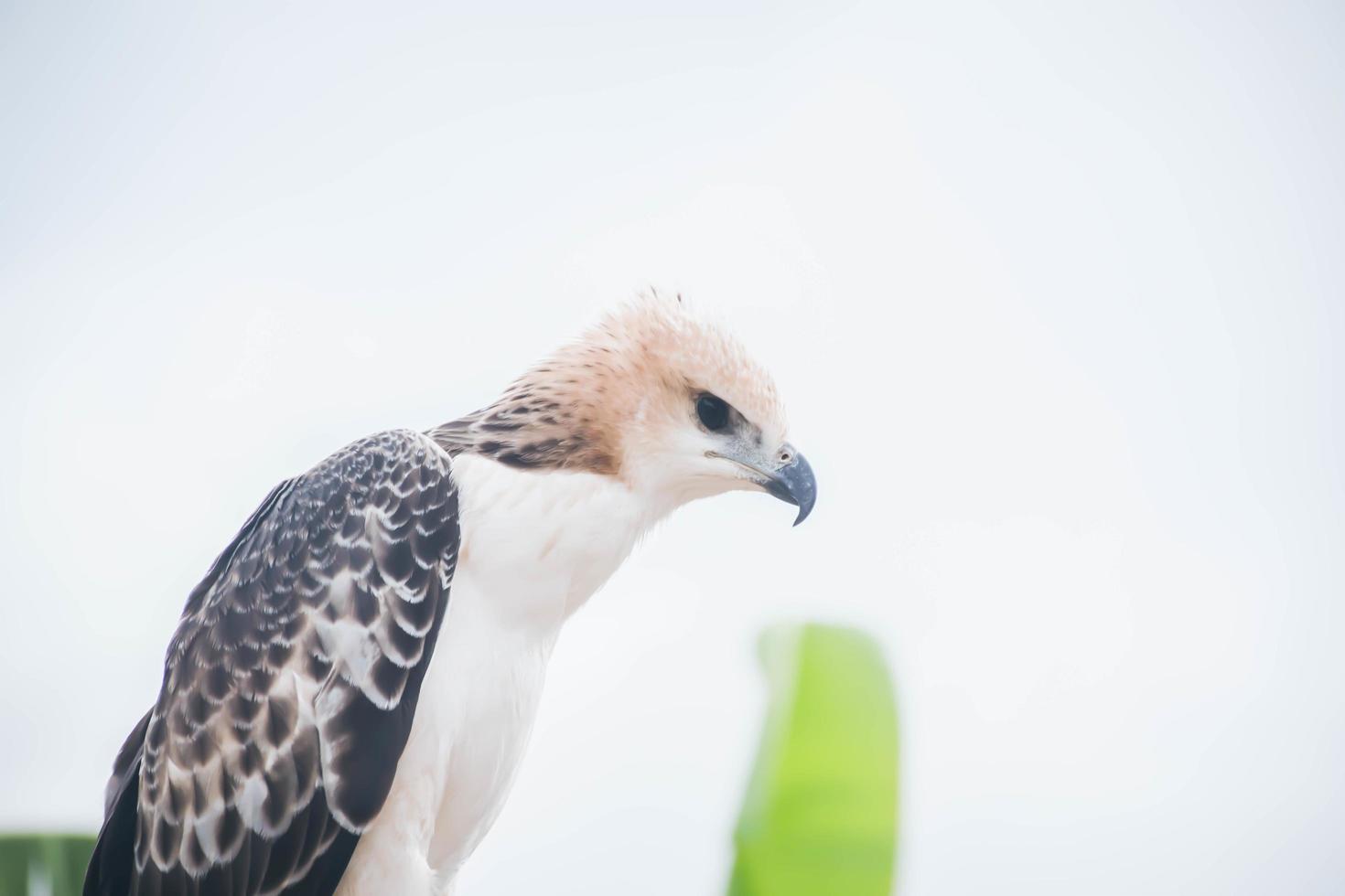 Portrait of a falcon and falcon in various poses photo