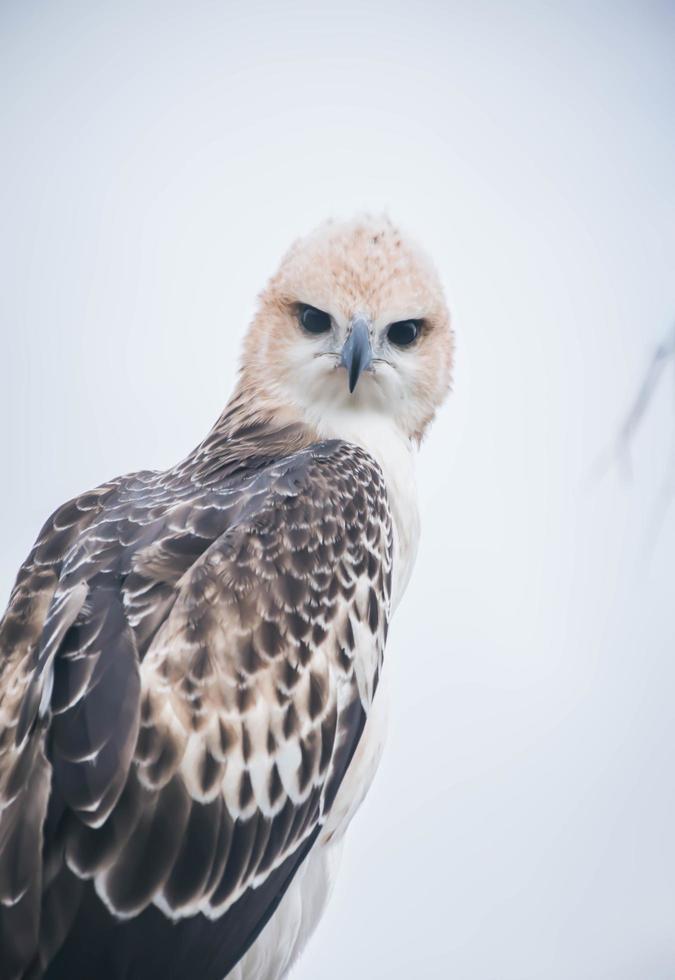 Portrait of a falcon and falcon in various poses photo