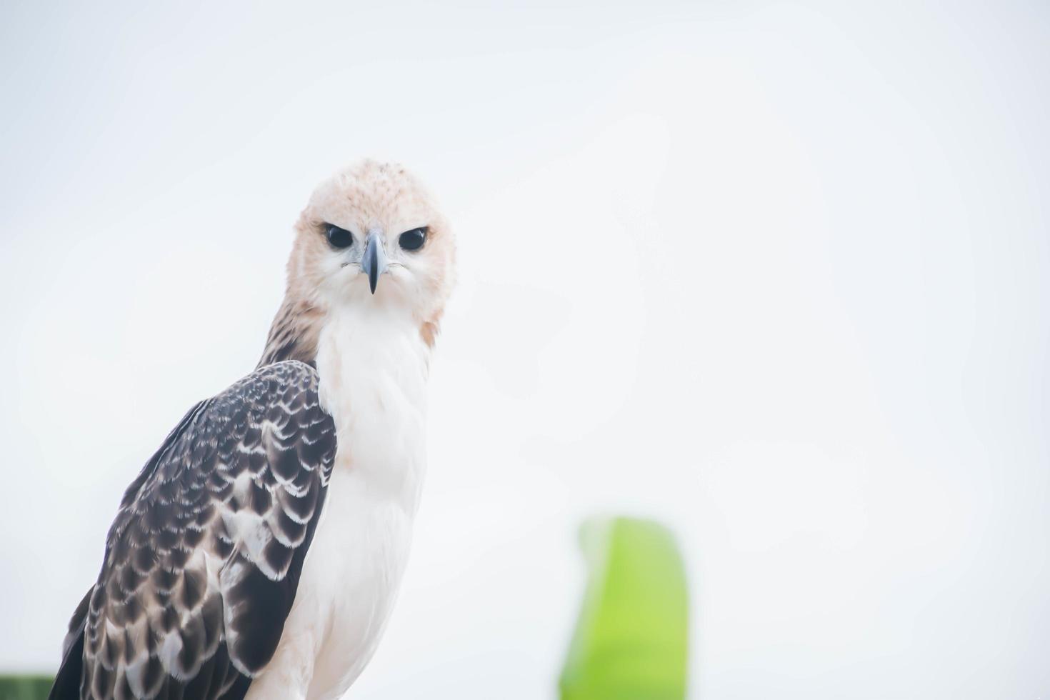 Portrait of a falcon and falcon in various poses photo