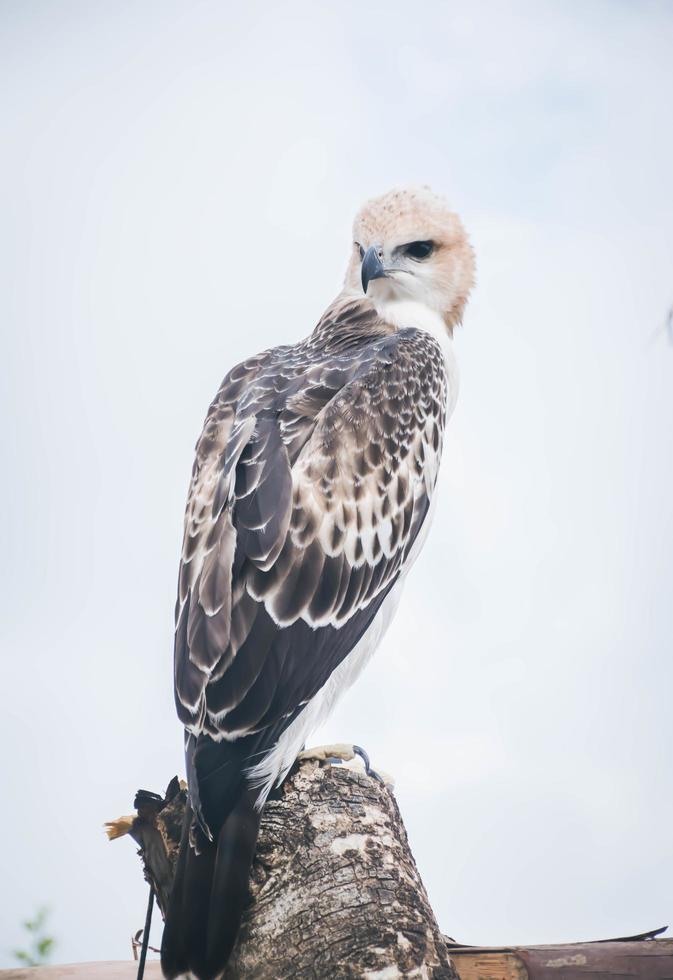 Portrait of a falcon and falcon in various poses photo