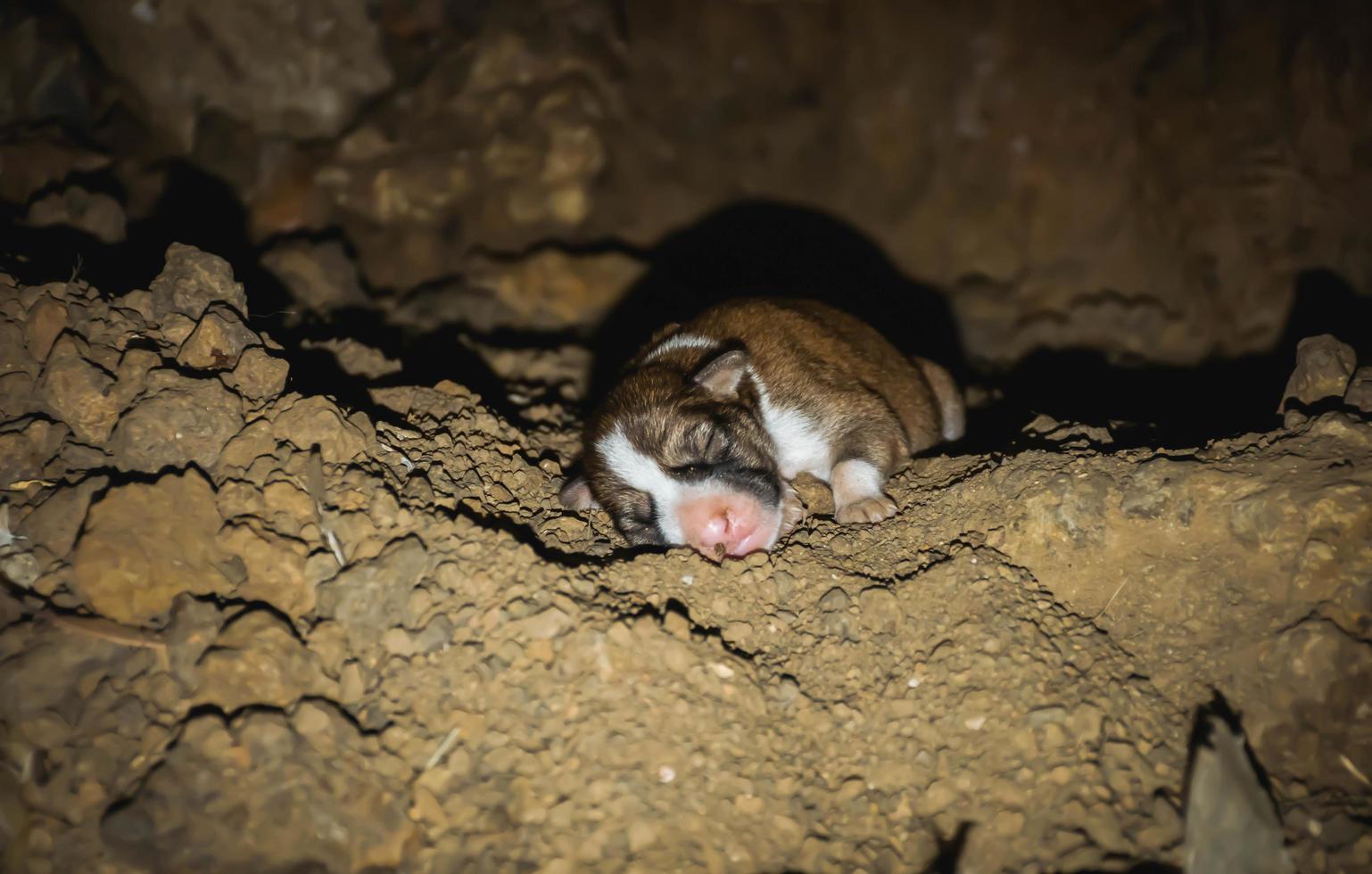 The rebirth of a puppy in a burrow photo