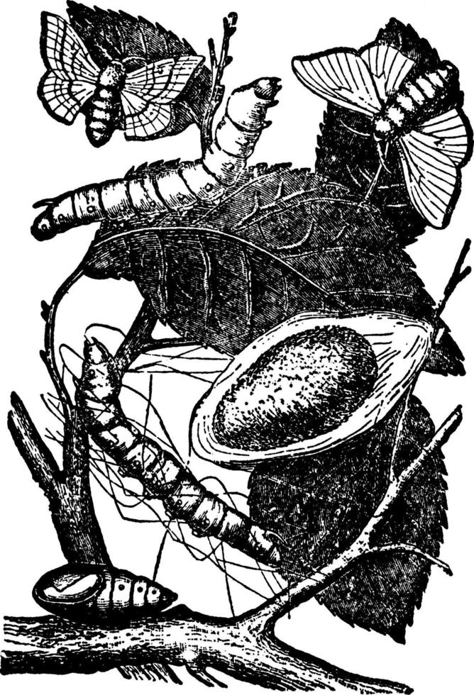 Silkworm, vintage illustration. vector