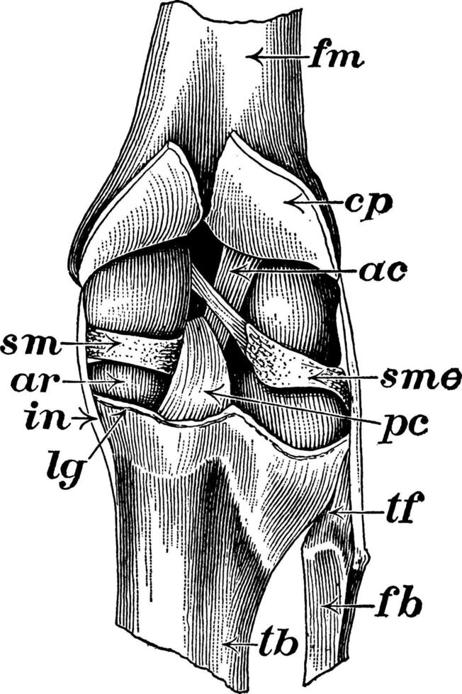 articulación de la rodilla, ilustración antigua. vector