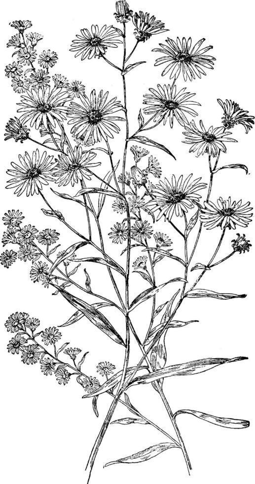 New York Aster and Tradescant's Aster vintage illustration. vector