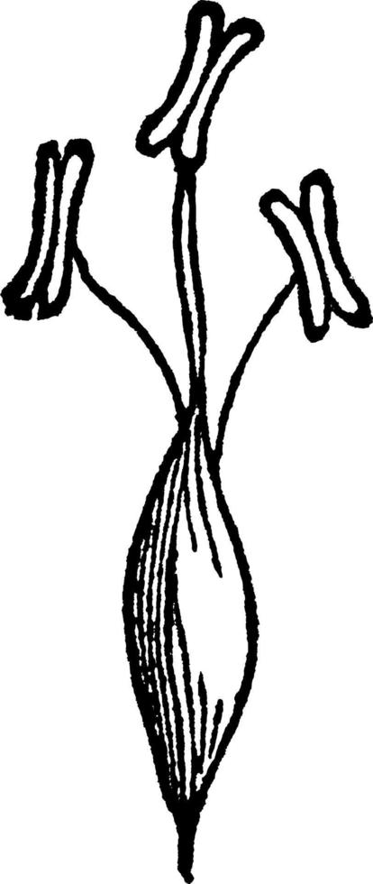 ilustración vintage de hierba de cola de zorra delgada. vector