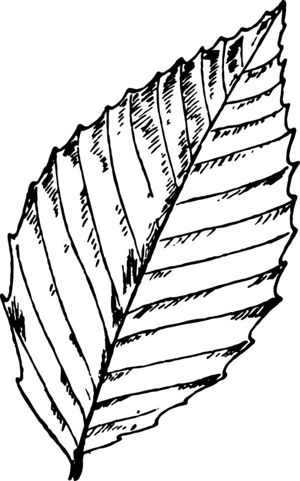American Beech Leaf vintage illustration. vector