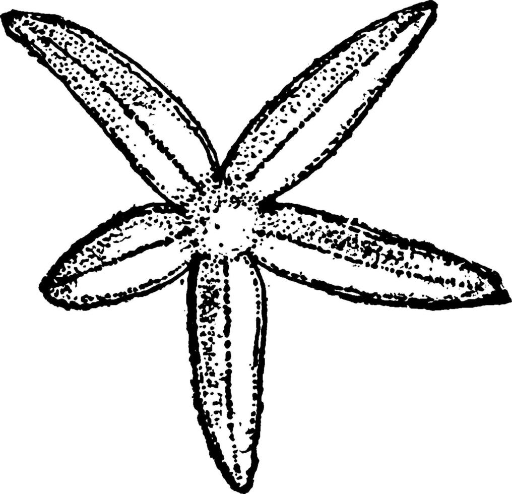 estrella de mar, ilustración vintage. vector
