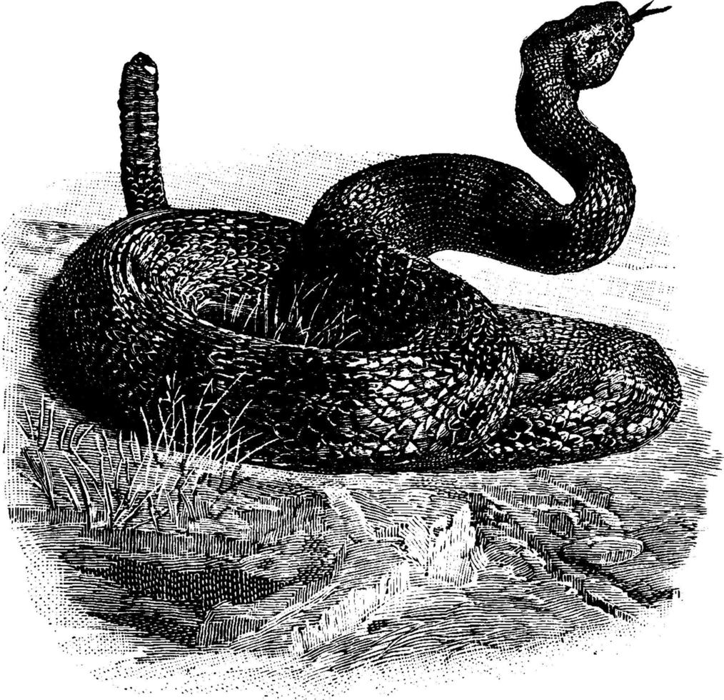 Rattlesnake, vintage illustration. vector