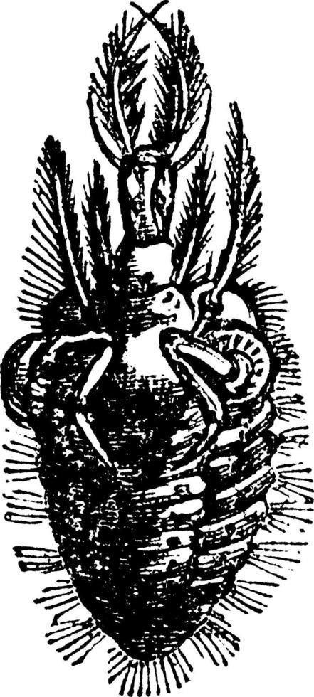 hormiga león, ilustración vintage. vector