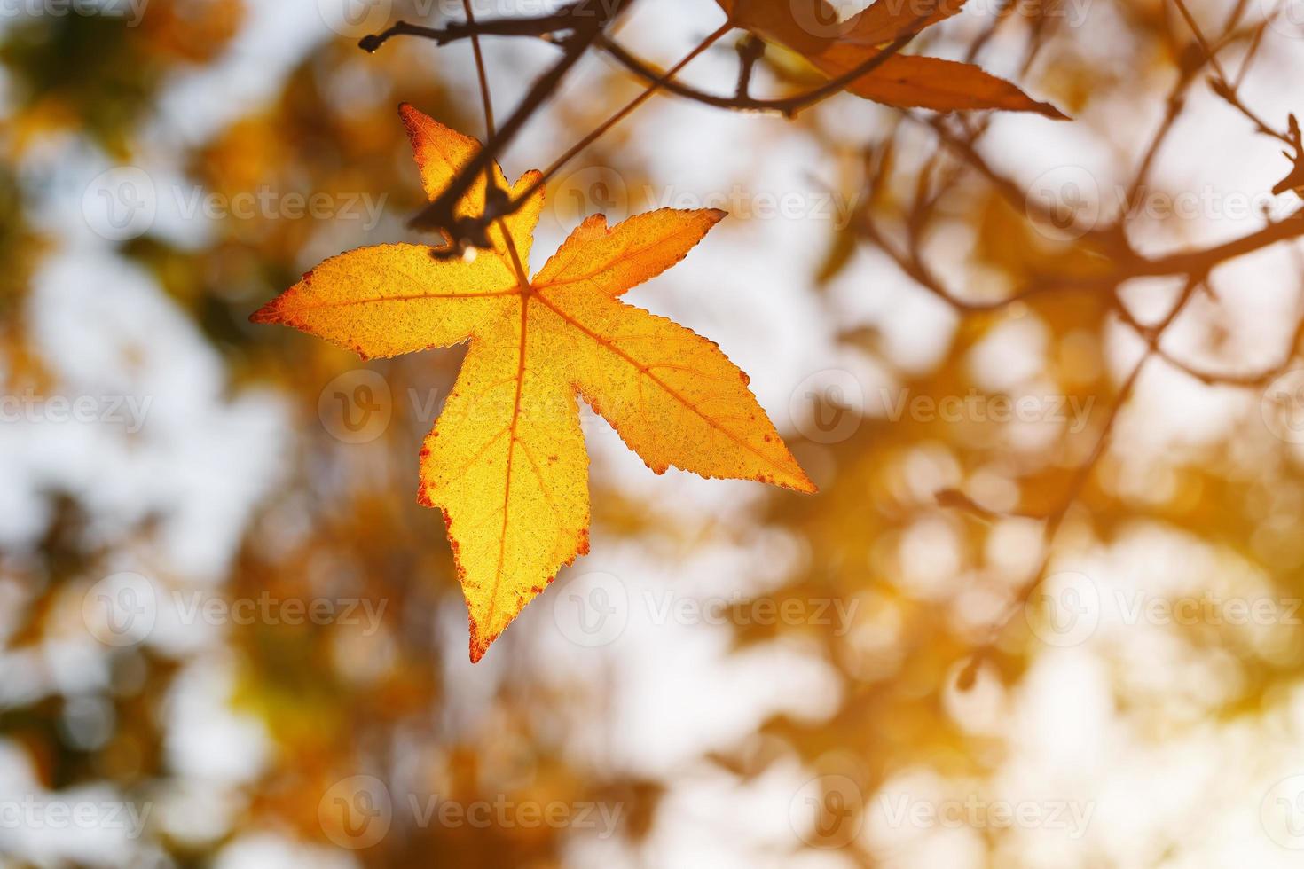 hoja de otoño, viejas hojas de arce naranja, follaje seco de árboles, enfoque suave, temporada de otoño, un cambio de naturaleza, luz solar brillante y suave foto