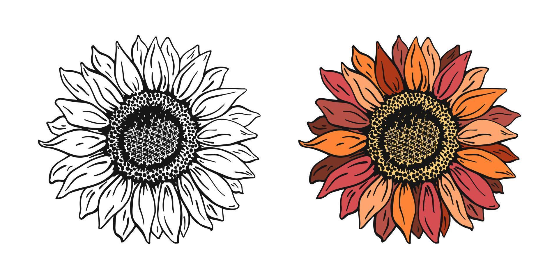 girasol ilustración vectorial dibujada a mano, conjunto de flores en blanco y negro y en color. boceto de planta de granja vector