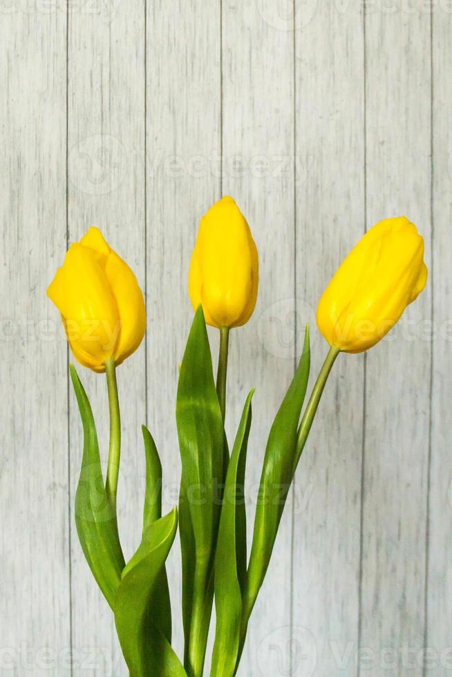 A beautiful boquet of yellow tulips in front of the striped wall photo