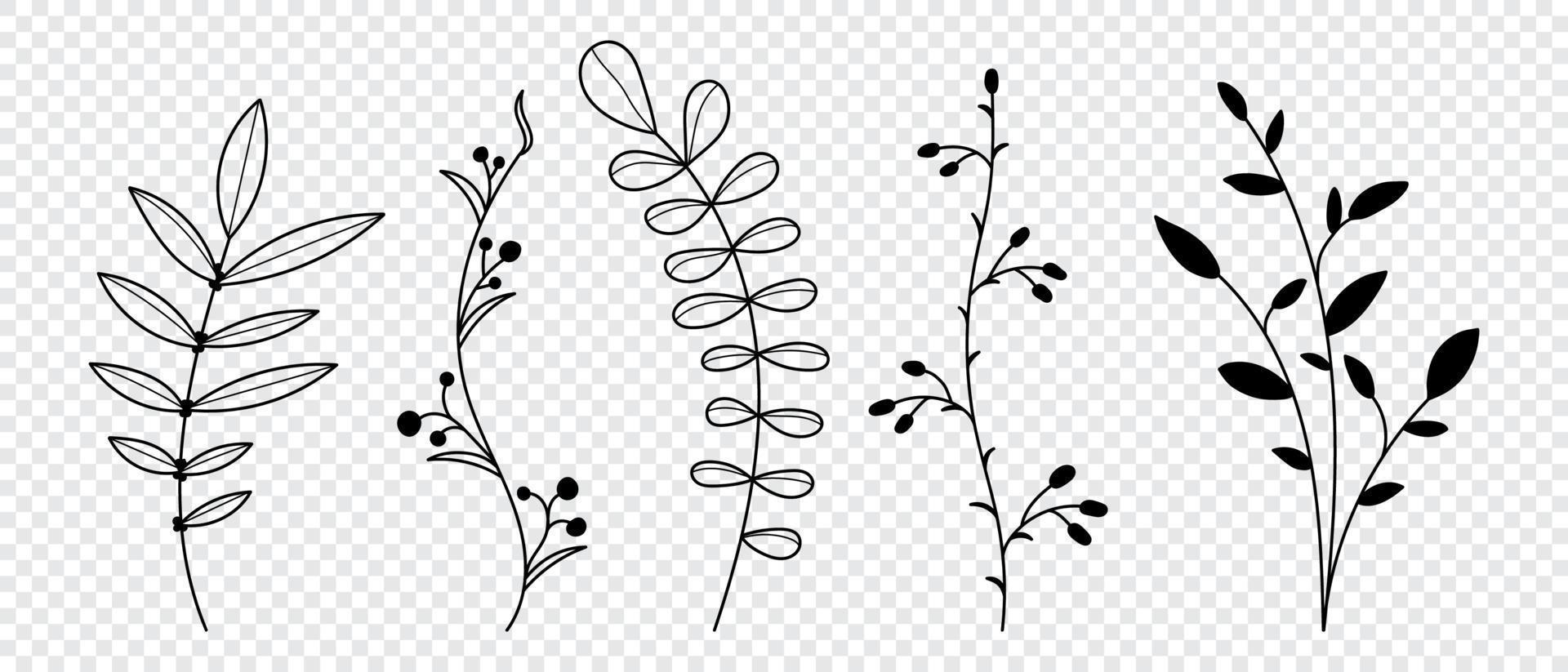 conjunto de plantas y hierbas vectoriales. elementos florales dibujados a mano. siluetas de elementos naturales para fondos estacionales. ilustración vectorial vector
