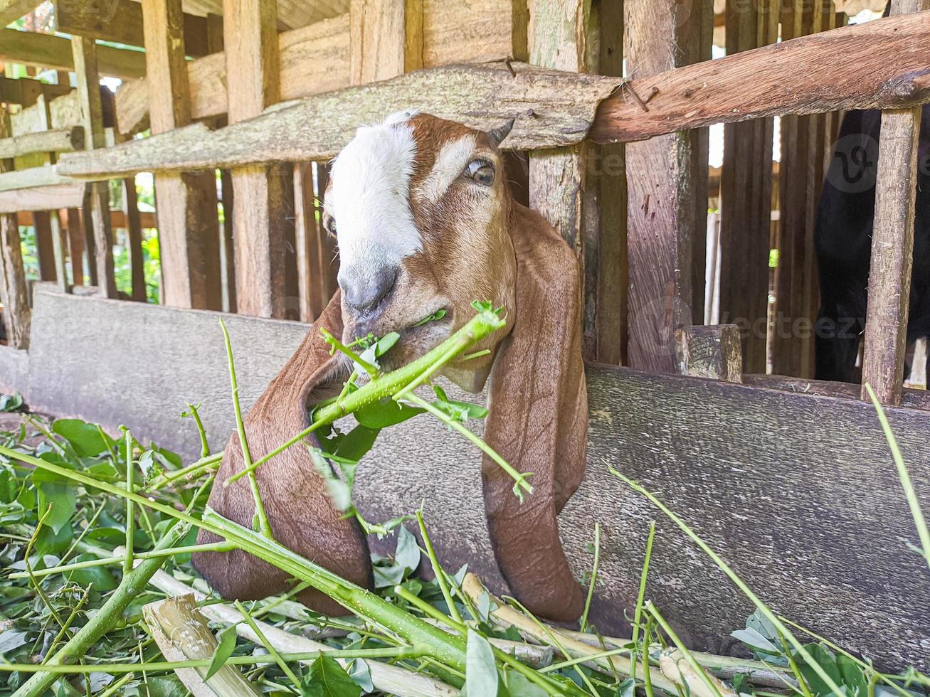goat. Portrait of a goat from Indonesia while eating green leaves and grass in an animal pen photo