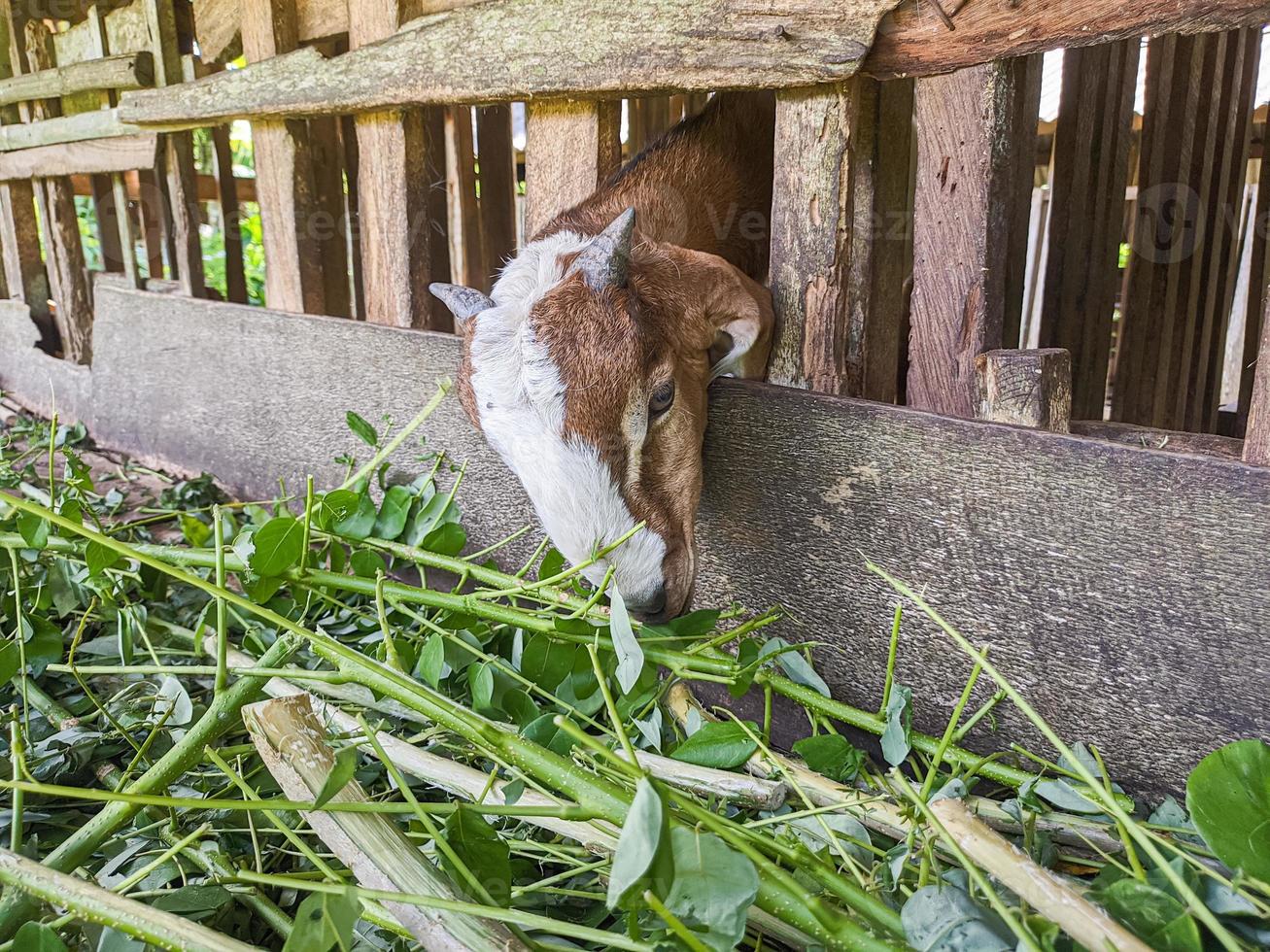 goat. Portrait of a goat from Indonesia while eating green leaves and grass in an animal pen photo
