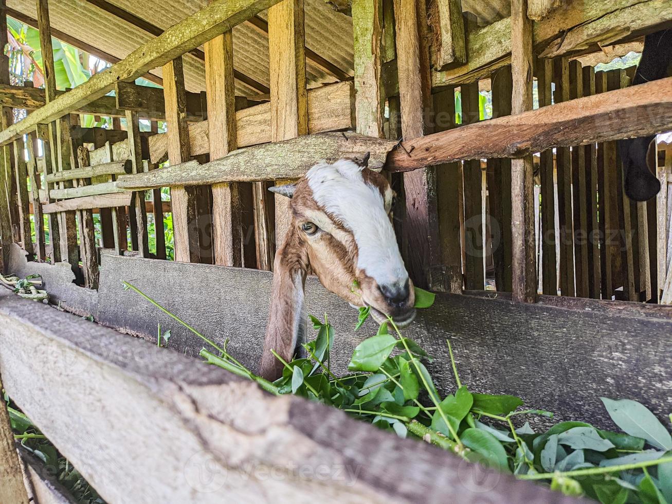 goat. Portrait of a goat from Indonesia while eating green leaves and grass in an animal pen photo
