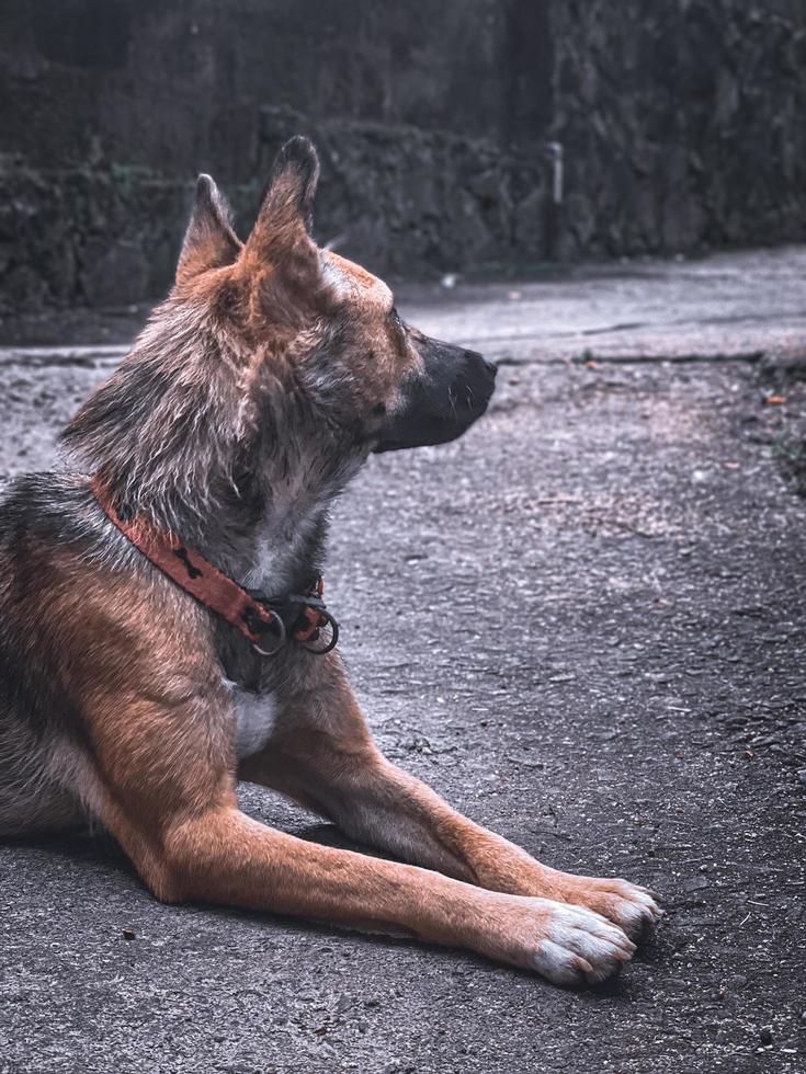 Portrait of a dog. photo