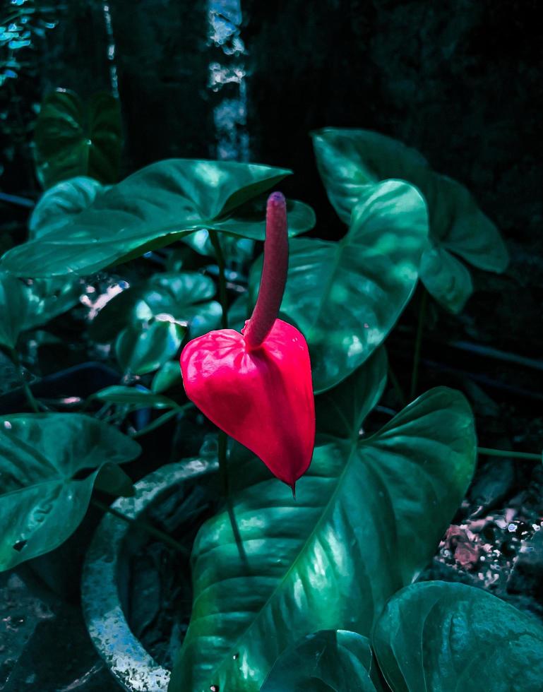 Anthurium flower in a garden. photo