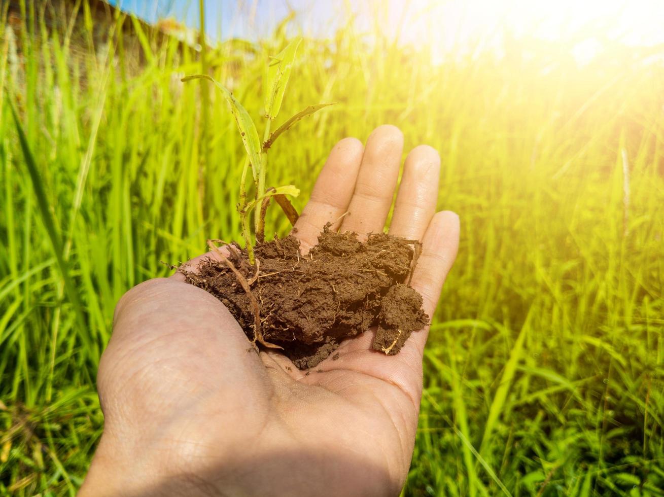 one young man's hand holding the soil and planting. against a green plant background. sunlight. bright sky photo