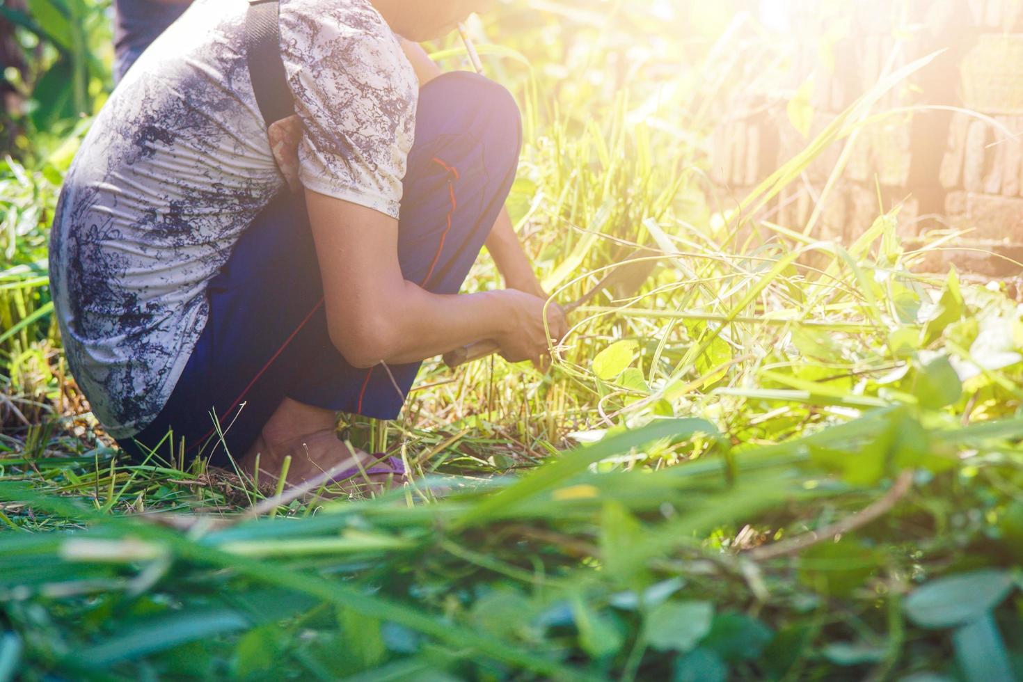 a farmer cutting the weeds with a sickle photo