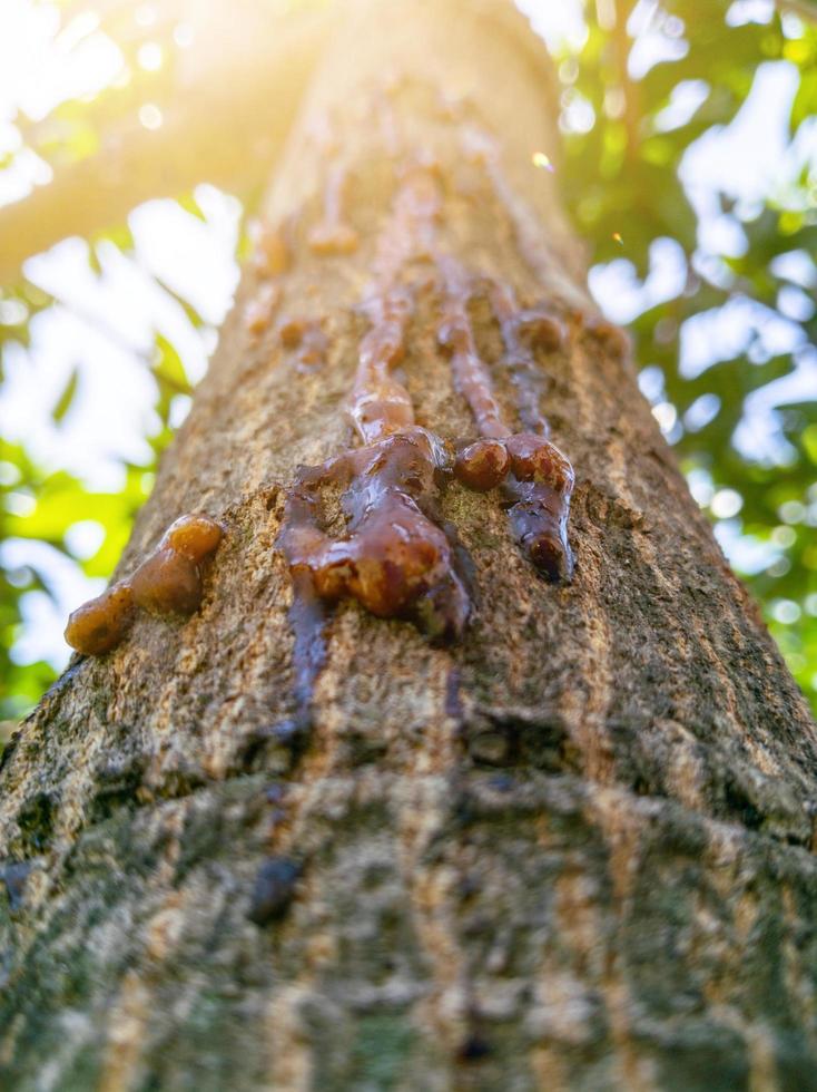 tree sap liquid that comes out of the mango tree photo