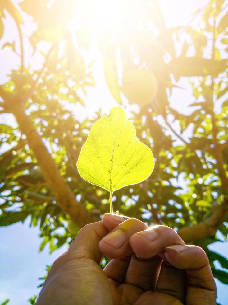 one young man's hand holding a leaf. sunlight photo