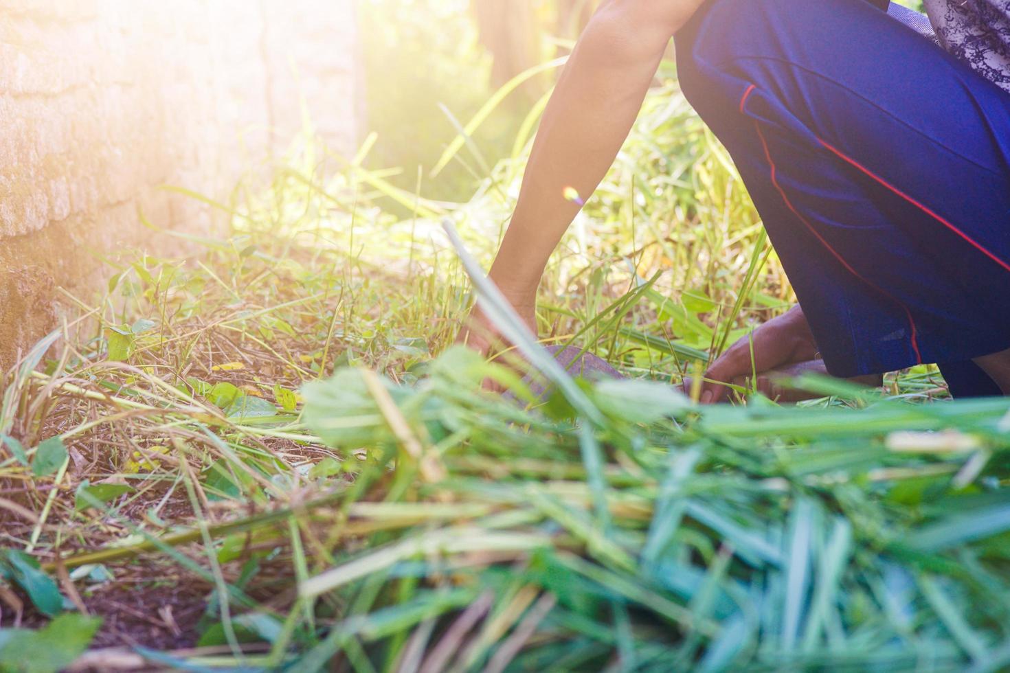 a farmer cutting the weeds with a sickle photo