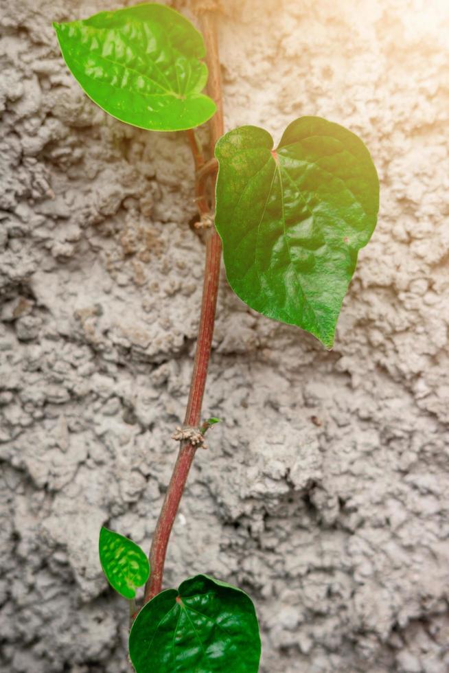 betel leaf plant hanging on a cement wall background photo