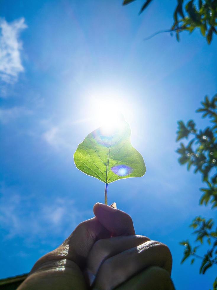 one young man's hand holding a leaf, his back to the sun photo