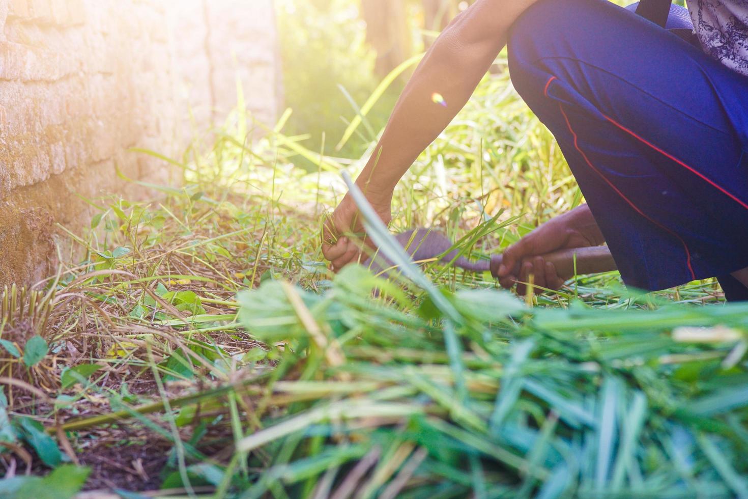 a farmer cutting the weeds with a sickle photo