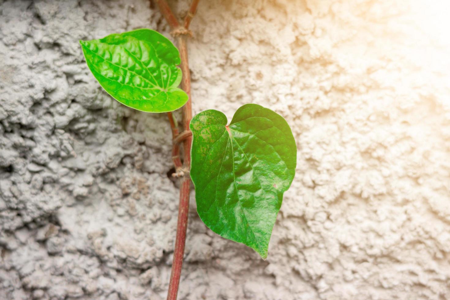 betel leaf plant hanging on a cement wall background photo