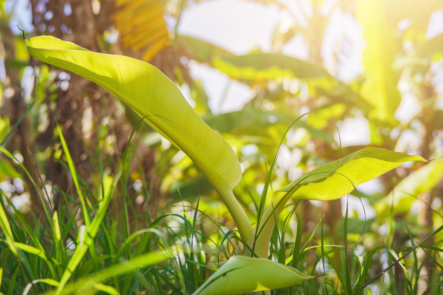 pequeña planta de banano rodeada de malezas. página de inicio campo de tierra foto