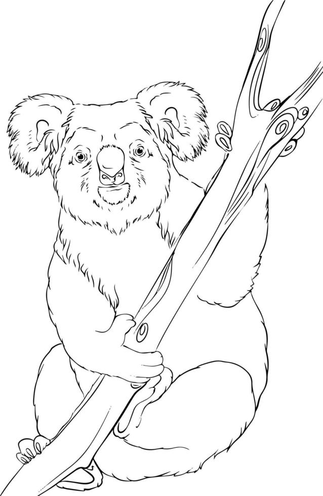 Koala. Black and white vector drawing. For illustrations and colouring books.