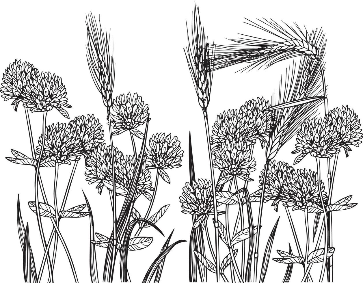 Clover and wheat border. Black and white vector drawing. For colouring and illustration.