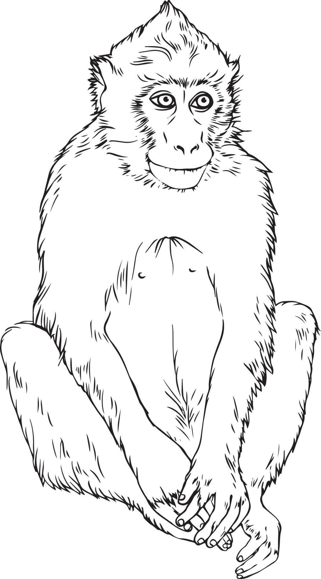 Обезьяна рисунок