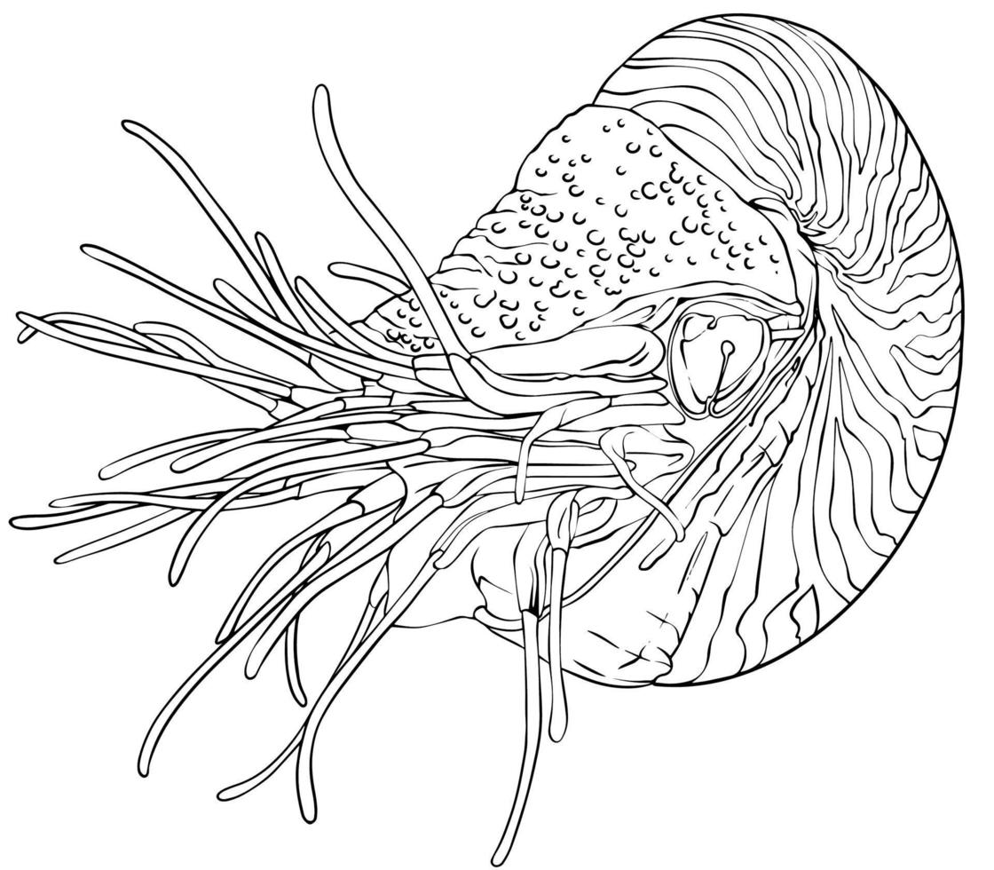 Nautilus clam. Black and white vector drawing. For colouring and illustration books.