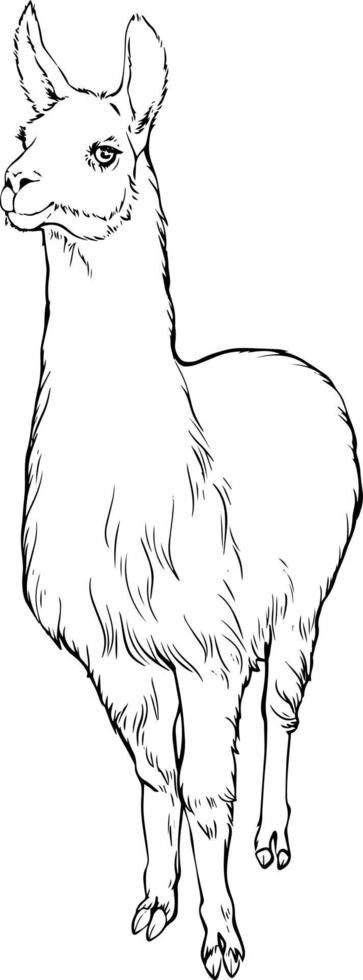 Lama. Black and white vector drawing. For illustrations and colouring books.
