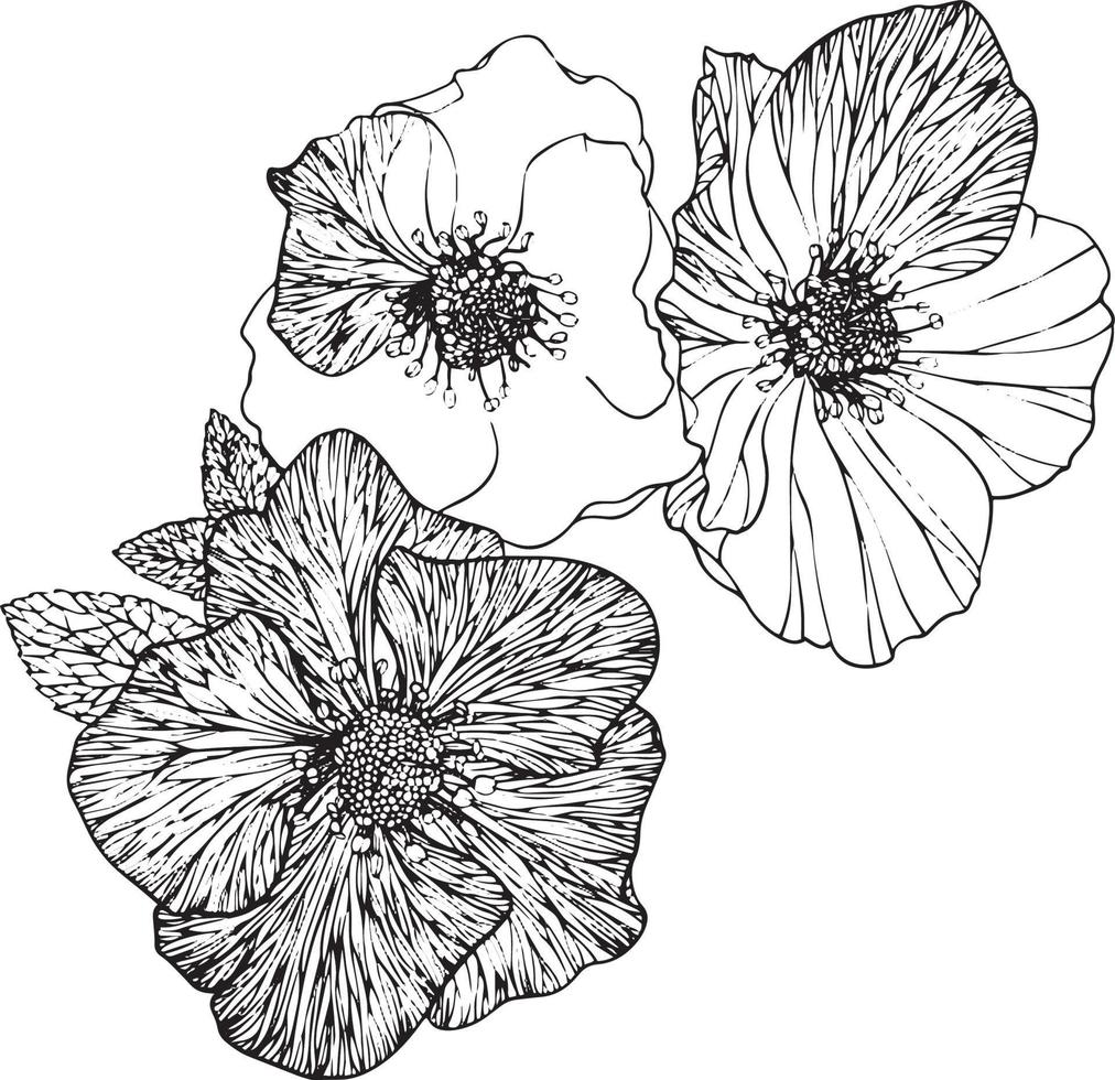 Hibiscus flowers. Black and white vector drawing. For colouring and illustration.