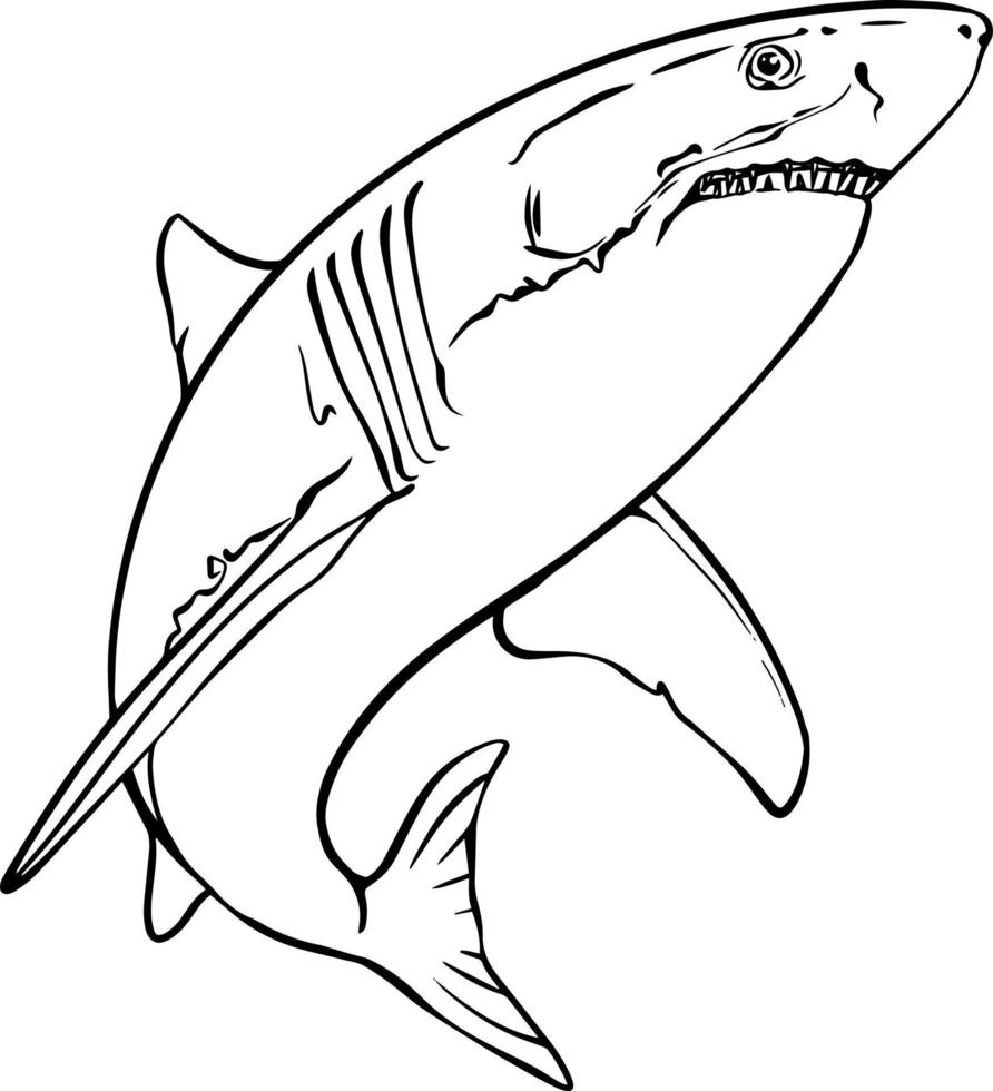 Shark. Black and white vector drawing. For colouring books of your books.