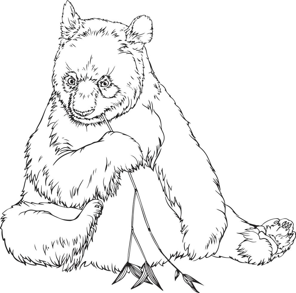 Panda. Black and white vector drawing. For colouring and illustration books.