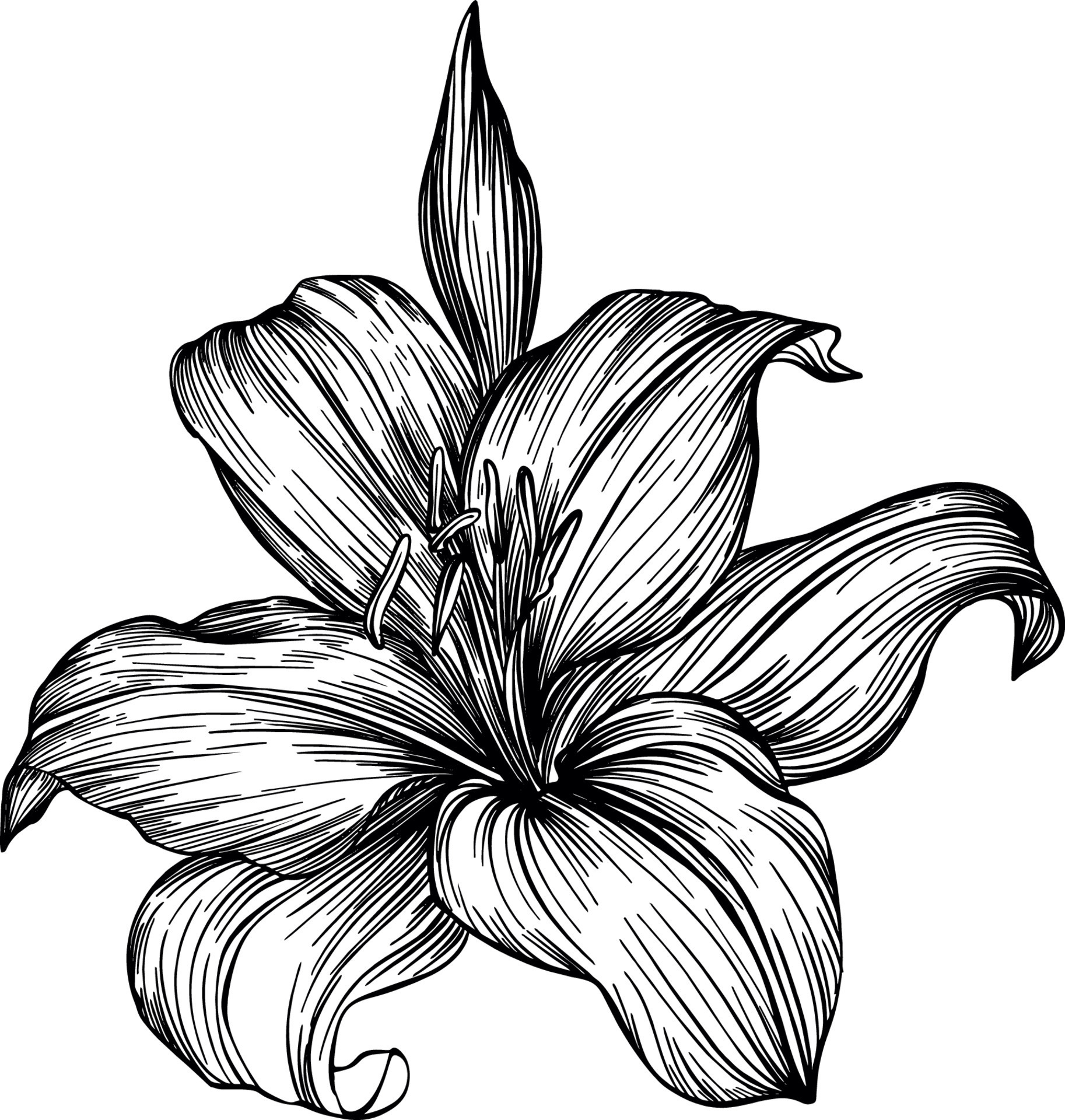 Lily Black And White Drawing