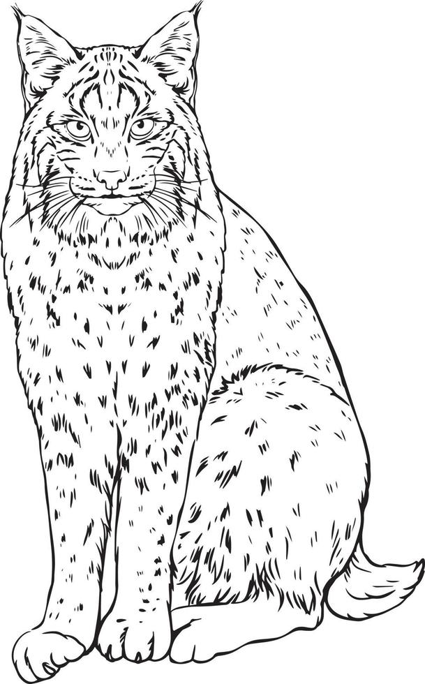 Panther. Black and white vector drawing. For colouring books of your books.