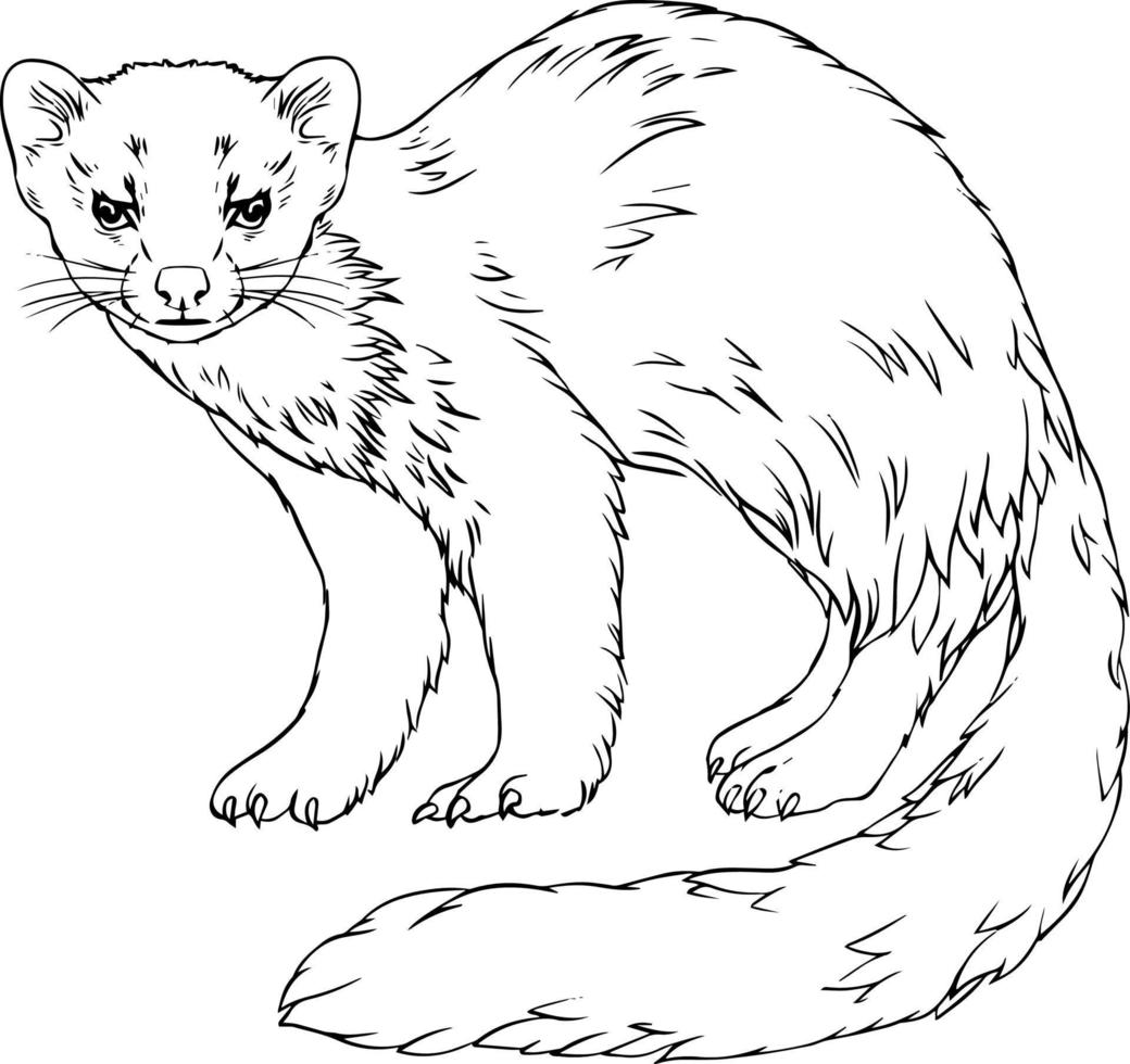 Marten. Black and white vector drawing. For illustrations and colouring books.
